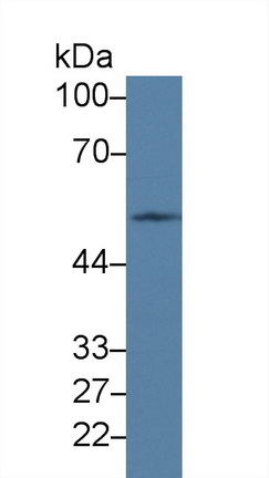 Western Blot; Sample: Mouse Testis lysate; Primary Ab: 2µg/ml Rabbit Anti-Human PVRL3 Antibody Second Ab: 0.2µg/mL HRP-Linked Caprine Anti-Rabbit IgG Polyclonal Antibody