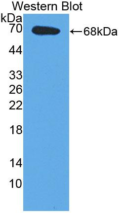 Western Blot; Sample: Recombinant protein.