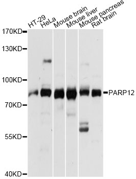 Anti-PARP12 Antibody