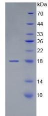 Figure. SDS-PAGE