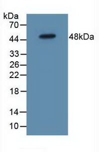 Western Blot; Sample:Mouse Heart Tissue.