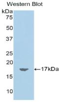 Western Blot; Sample: Recombinant protein.