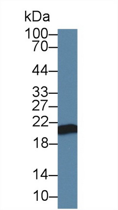 Western Blot; Sample: Canine Serum; <br/>Primary Ab: 2µg/ml Rabbit Anti-Canine APOM Antibody<br/>Second Ab: 0.2µg/mL HRP-Linked Caprine Anti-Rabbit IgG Polyclonal Antibody<br/>(Catalog: SAA544Rb19)