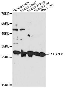 Anti-TSPAN31 Antibody