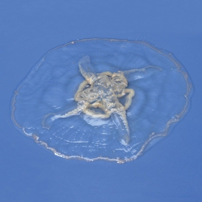 Preserved Common Jellyfish (Aurelia), Extra Large, 4-6
