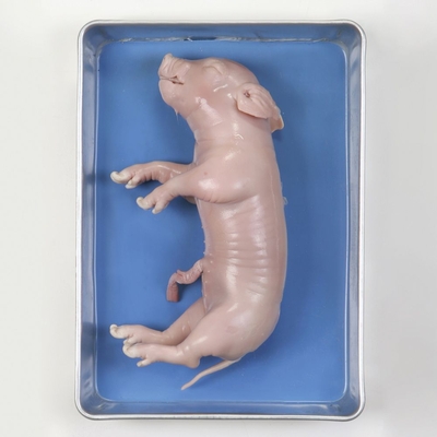 Carolinas Perfect Solution® Pig, 11 to 14