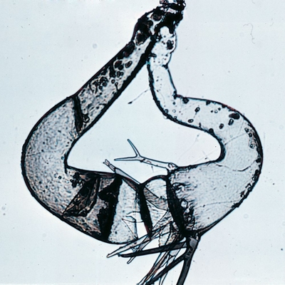 Phycomyces blakesleeanus (-), Living, Tube Culture