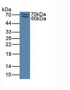 Western Blot; Sample: Recombinant PSGL1, Mouse.