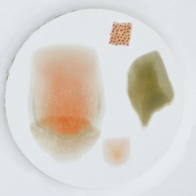 Fish Scale Types, w.m. Microscope Slide