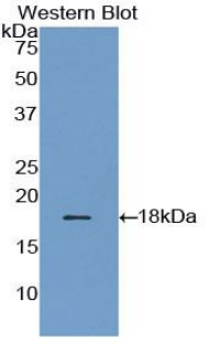 Western Blot; Sample: Recombinant protein.
