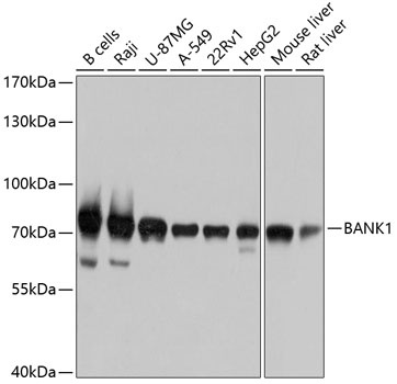 Anti-BANK1 Antibody
