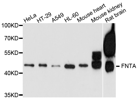 Anti-FNTA Antibody