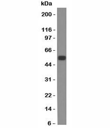 Western blot of rat colon lysate probed with EpCAM antibody (SPM534). Expected molecular weight: ~35 kDa (unmodified), 40-43 kDa (glycosylated).