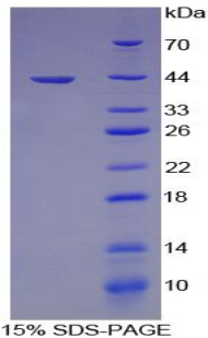 Figure. SDS-PAGE