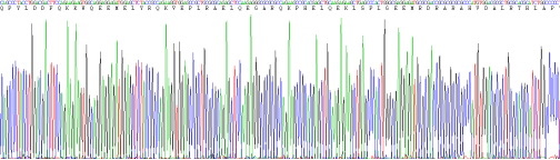 Figure. Gene Sequencing (extract)