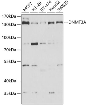Anti-DNMT3A Antibody