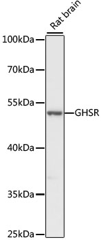 Anti-GHSR Antibody