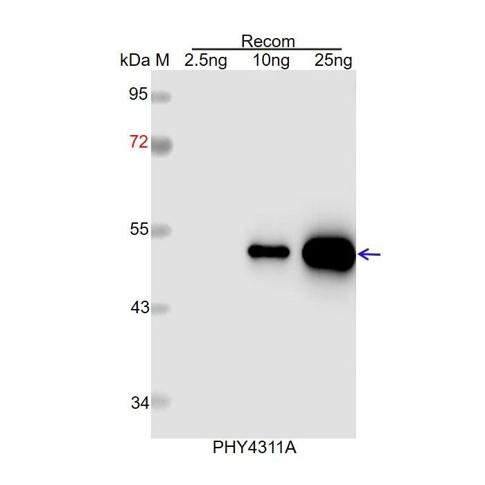 RP10 / Anti-10 KDa Prolamin Antibody