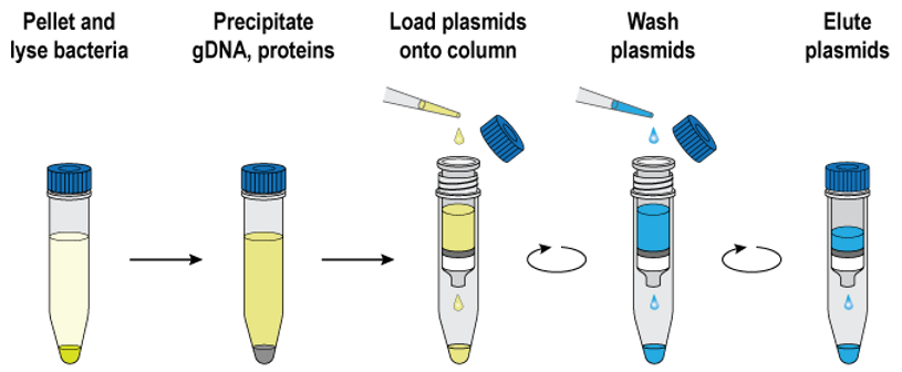 PuroSPIN™ Genomic DNA Purification Kit, 250 Preps