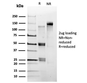 SDS-PAGE analysis of purified, BSA-free POLE3 antibody (clone PCRP-POLE3-2F10) as confirmation of integrity and purity.