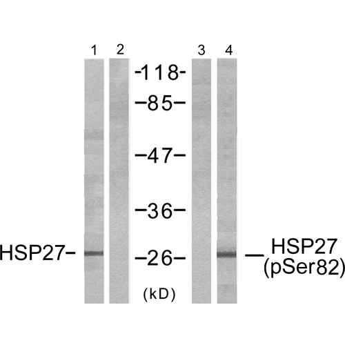 HSP27 Antibody (pSer82): ATTO 488