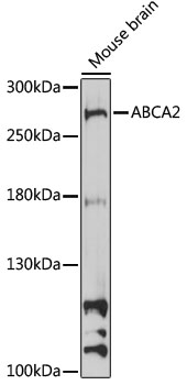 Anti-ABCA2 Antibody