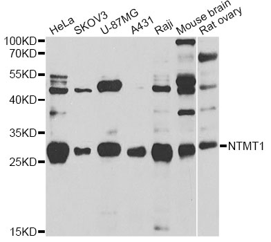 Anti-NTMT1 Antibody