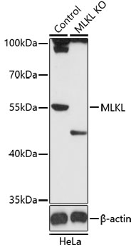 Anti-MLKL Antibody