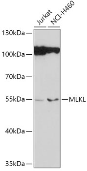Anti-MLKL Antibody