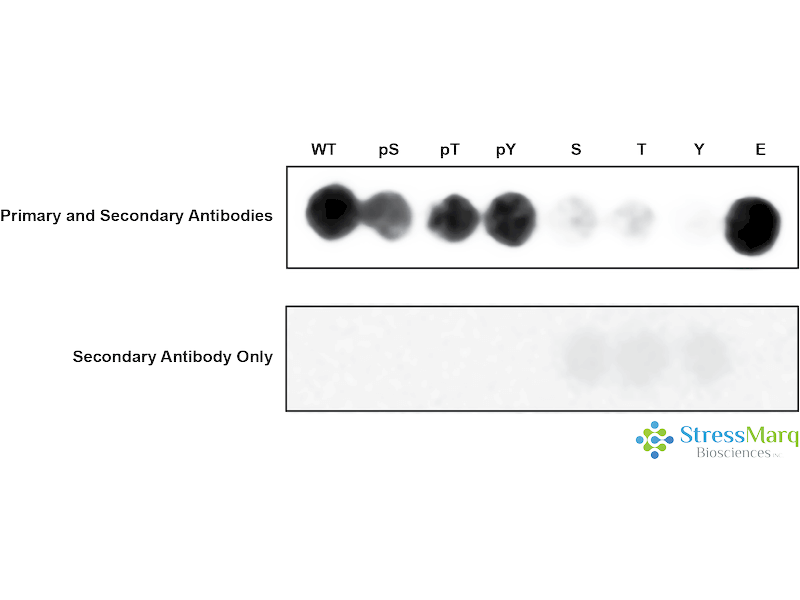 LYN Antibody (pTyr508): ATTO 488