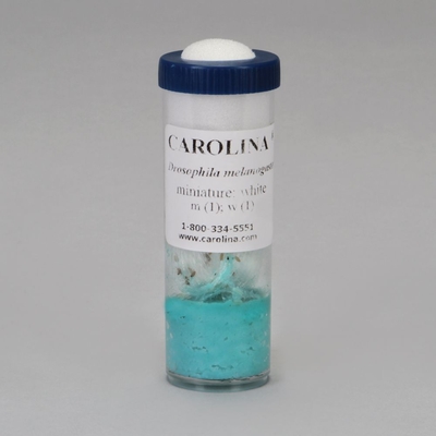 Drosophila, Living, White Miniature, Culture