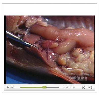 Perch Anatomy: Circulatory & Excretory Systems Video