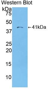 Western Blot; Sample: Recombinant protein.