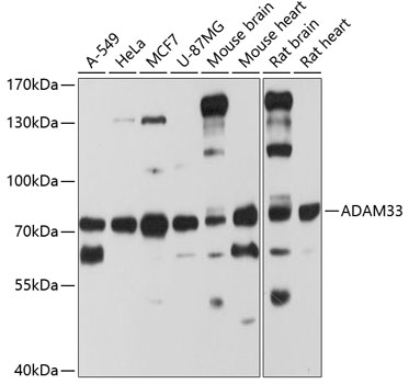 Anti-ADAM33 Antibody