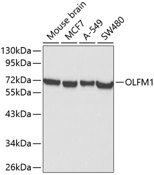 Anti-OLFM1 Antibody