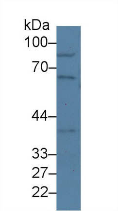 Western Blot; Sample: Mouse Lung lysate; Primary Ab: 2µg/ml Rabbit Anti-Mouse NUP50 Antibody Second Ab: 0.2µg/mL HRP-Linked Caprine Anti-Rabbit IgG Polyclonal Antibody