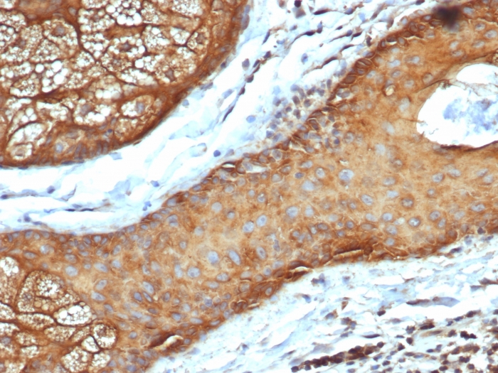 Anti-Keratin 77 Antibody [rKRTL/6616] - BSA and Azide free