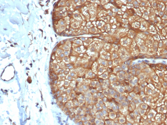 Anti-Keratin 77 Antibody [rKRTL/6616] - BSA and Azide free
