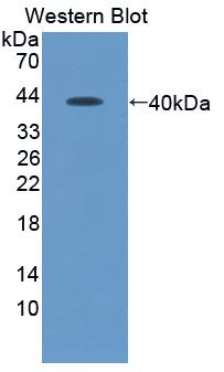 Western Blot; Sample: Recombinant SDF1, Human.