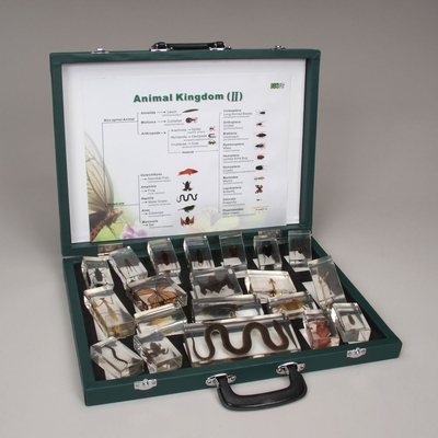 Animal Kingdom II Set, Plastomount