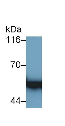 Western Blot; Sample: Mouse Cerebrum lysate<br/>Primary Ab: 0.1µg/ml Rabbit Anti-Mouse GFAP Antibody<br/>Second Ab: 0.2µg/mL HRP-Linked Caprine Anti-Rabbit IgG Polyclonal Antibody<br/>(Catalog: SAA544Rb19)