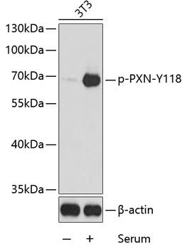 Anti-PXN (phospho Y118) Antibody