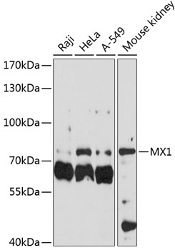 Anti-MX1 Antibody