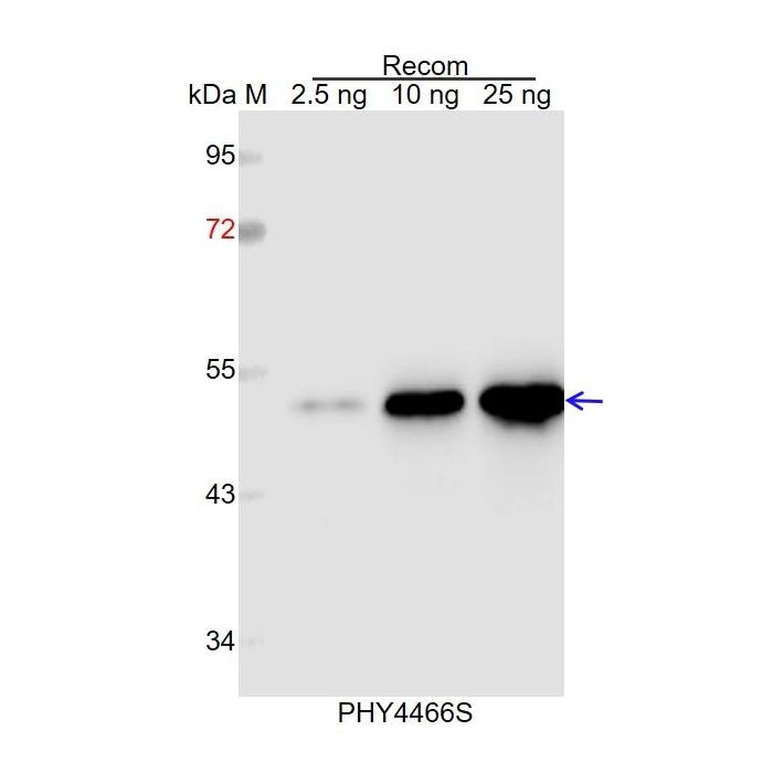 PRR1 / Anti-Two-Component Response Regulator-Like PRR1 Antibody