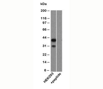 Western blot testing of HEK293 lysate using p40 antibody.
