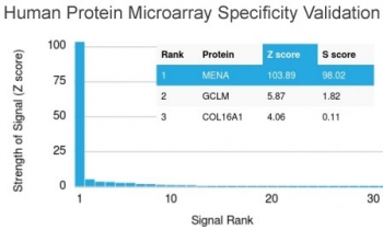 Analysis of HuProt(TM) microarray containing more than 19,000 full-length human proteins using ENAH antibody (clone ENAH/1988). These results demonstrate the foremost specificity of the ENAH/1988 mAb.<BR>Z- and S- score: The Z-score represents the strength of a signal that an antibody (in combination with a fluorescently-tagged anti-IgG secondary Ab) produces when binding to a particular protein on the HuProt(TM) array. Z-scores are described in units of standard deviations (SD's) above the mean value of all signals generated on that array. If the targets on the HuProt(TM) are arranged in descending order of the Z-score, the S-score is the difference (also in units of SD's) between the Z-scores. The S-score therefore represents the relative target specificity of an Ab to its intended target.