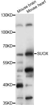 Anti-SUOX Antibody