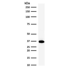 Western blot testing of human Raji cell lysate with BOB-1 antibody (clone PD2AF1-1). Predicted molecular weight: ~28 kDa (unmodified), 35-40 kDa (ubiquitinated).