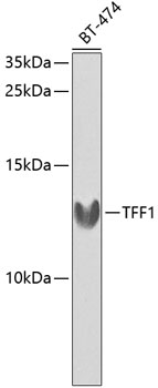 Anti-TFF1 Antibody