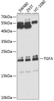 Anti-TGFA Antibody
